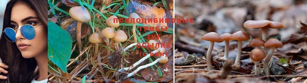 гашик Арсеньев